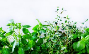 coltivare erbe aromatiche, coltivare piante aromatiche