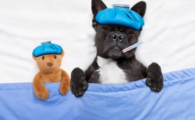 febbre nel cane
