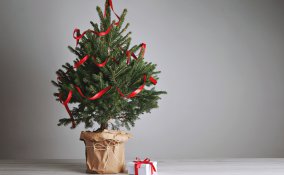 albero di natale naturale, curare pino vaso, coltivare pino vaso