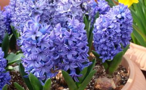 coltivare giacinti vaso