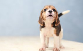 cucciolo, cane, educazione