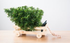 dove buttare albero di Natale