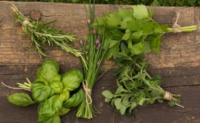 erbe aromatiche conservazione