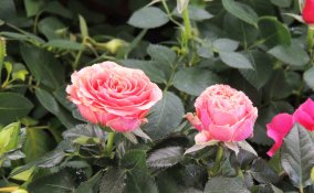 roselline vaso cure, coltivare rose miniatura