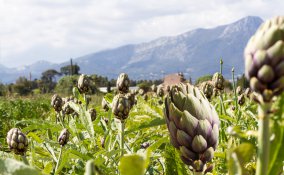 come coltivare carciofi, coltivazione carciofi