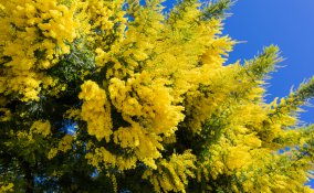 come coltivare la mimosa