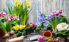 giardino di primavera, giardino principianti