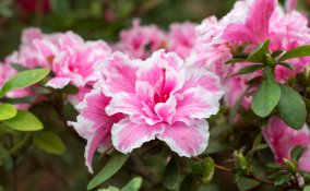 giardinaggio primavera, fiori primavera