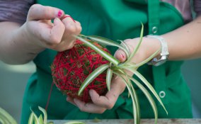 kokedama come realizzarli, kokedama come fare