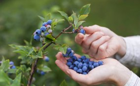 coltivare mirtilli in vaso