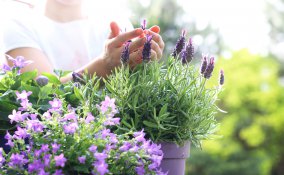 coltivare lavanda in vaso, coltivare lavanda balcone, coltivare lavanda, coltivare lavanda casa