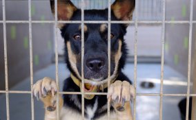 adottare cane, canile, cosa sapere