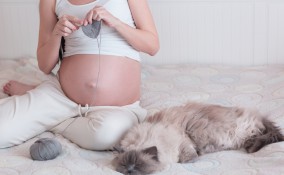 gravidanza, gatto