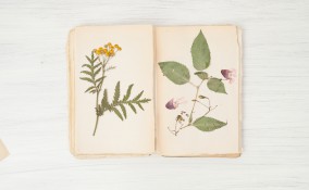 erbario fai da te, come fare erbario