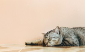 proteggere gatti caldo