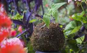 kokedama piante adatte