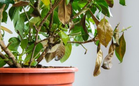 gardenia secca, gardenia foglie appassite