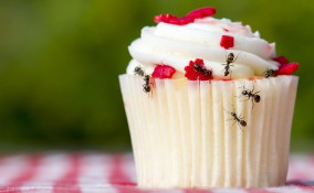 formiche, cucina, debellarle