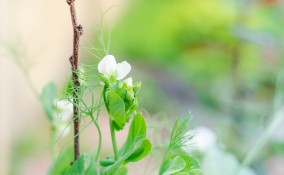 coltivare piselli rampicanti, coltivazione piselli