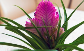 coltivare tillandsia, curare tillandsia