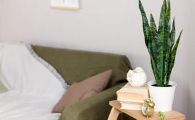 coltivare lingua di suocera, curare lingua di suocera, coltivare sanseveria, coltivare sansevieria 