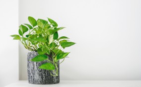 curare pothos, coltivare pothos, curare potos, coltivare potos