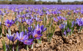 coltivare zafferano, coltivazione zafferano, coltivare zafferano in vaso