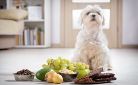 cibi, pericolo, cane