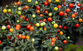 coltivare solanum pseudocapsicum, coltivare ciliegie gerusalemme 