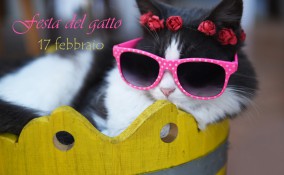 festa del gatto immagini, gatto immagini divertenti, giornata del gatto