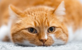 gatto, vomito, salute