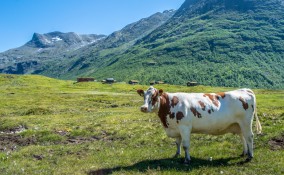 sognare mucca, sognare mucche, cosa significa sognare mucca