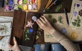 come pressare fiori, come pressare foglie