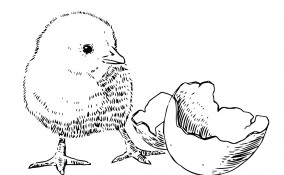 sagoma pulcino pasquale, sagoma pulcino pasqua, lavoretti pasqua