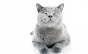 cartoni anmati con gatti