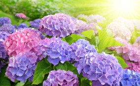 come cambiare colore ortensie, colore ortensie