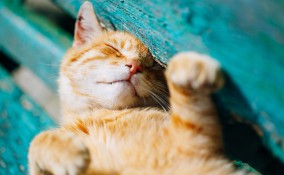 colpo di calore, gatto, sintomi