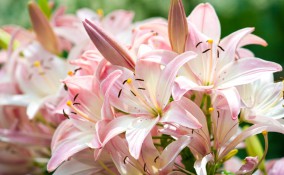 come coltivare giglio, coltivazione giglio