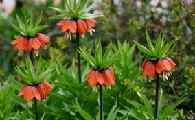 come coltivare fritillaria, coltivazione fritillaria, coltivare fritillaria