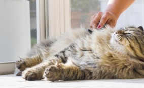 gatto, vomita spesso pelo, cosa fare