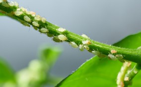 afidi cosa sono, afidi come riconoscerle, pidocchi piante