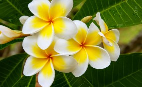 coltivare plumeria, coltivare frangipane, coltivare pomelia