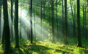 frasi alberi, citazioni alberi, aforismi alberi