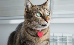 collarino gatto fai da te