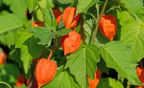 come coltivare alchechengi, coltivare alkekengi, coltivare alchechengi