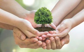 Festa degli alberi: la data e la storia