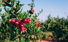 come coltivare melograno, coltivazione melograno