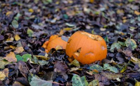 come riciclare zucca halloween, riciclo zucca, riciclare zucca