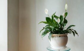 come curare spatifillo, come coltivare spatifillo, curare spatifillo