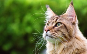 gatti, razze, grandi